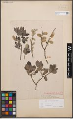 Foto von Salix cinerea L.